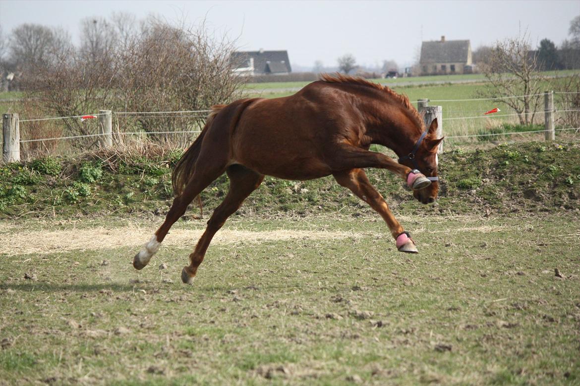 Trakehner Pro firfod billede 20