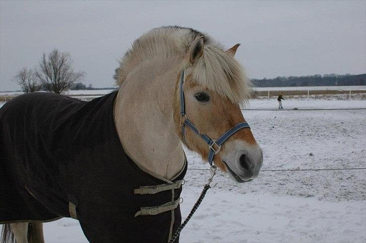 Fjordhest Mølbys Appollon<3 - Snehesten vinter 2011/2012<3 billede 12