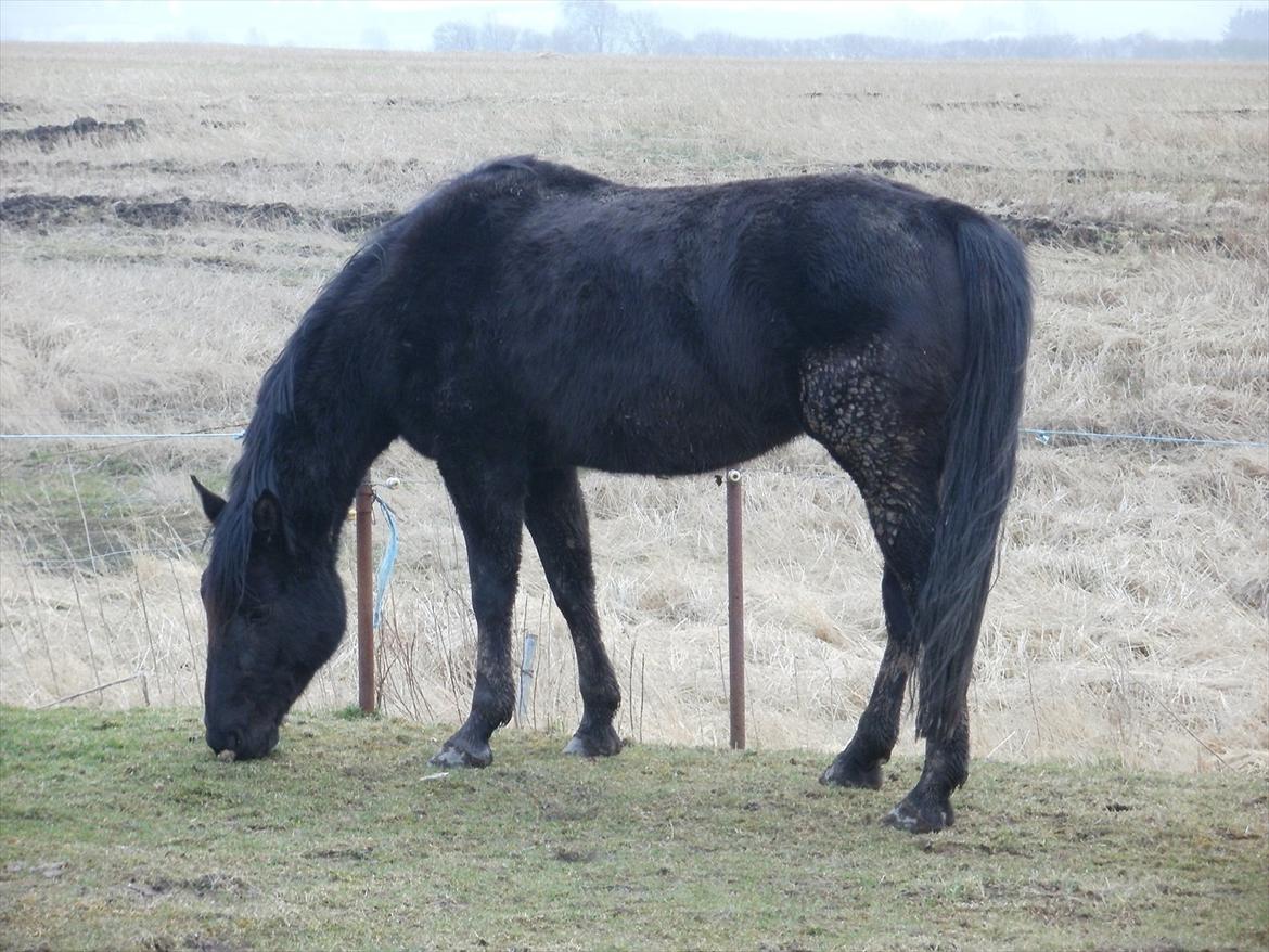 Anden særlig race Engbæks Rosetta - Nu med vinterpels  billede 7