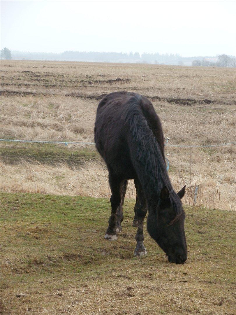 Anden særlig race Engbæks Rosetta billede 8