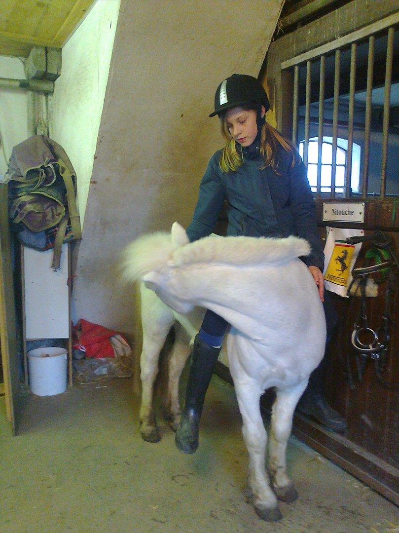 Anden særlig race Lilo - vi ka bøje oppe fra ryggen:) billede 19