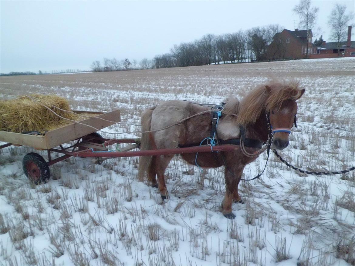 Shetlænder Pixi - Første gang for vogn :P billede 9