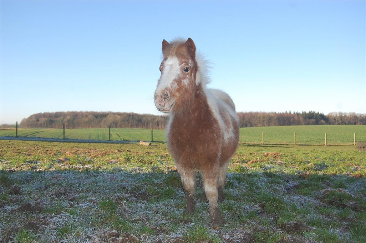 Anden særlig race Little Miss Layla billede 2