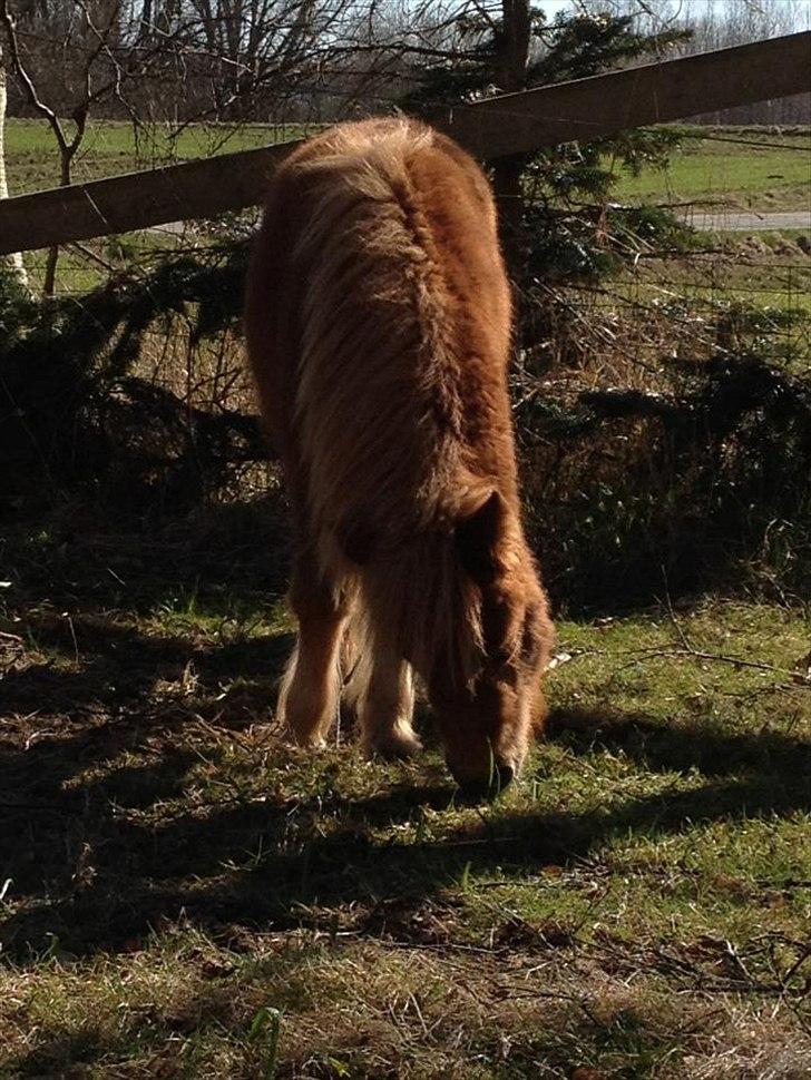 Welsh Mountain (sec A) Kingston billede 3