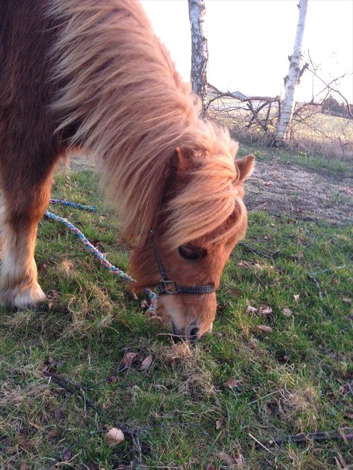 Welsh Mountain (sec A) Kingston billede 4