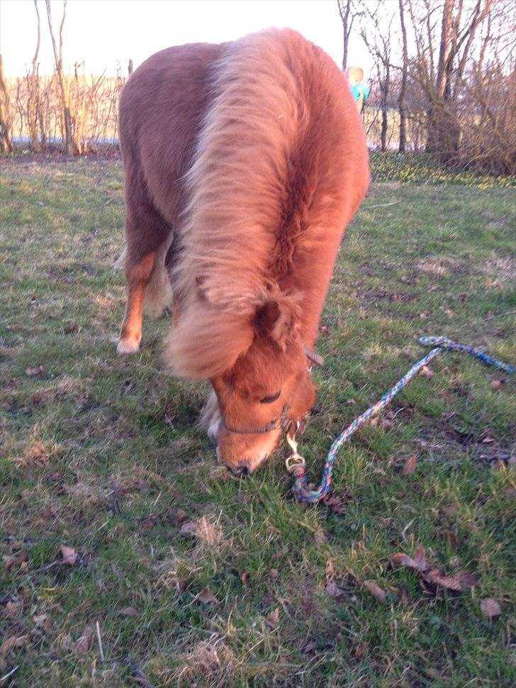 Welsh Mountain (sec A) Kingston billede 5