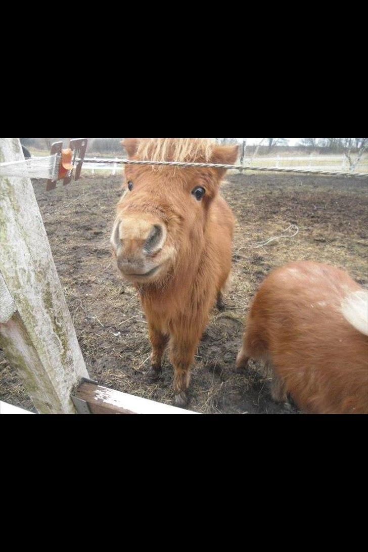 Welsh Mountain (sec A) Kingston billede 6