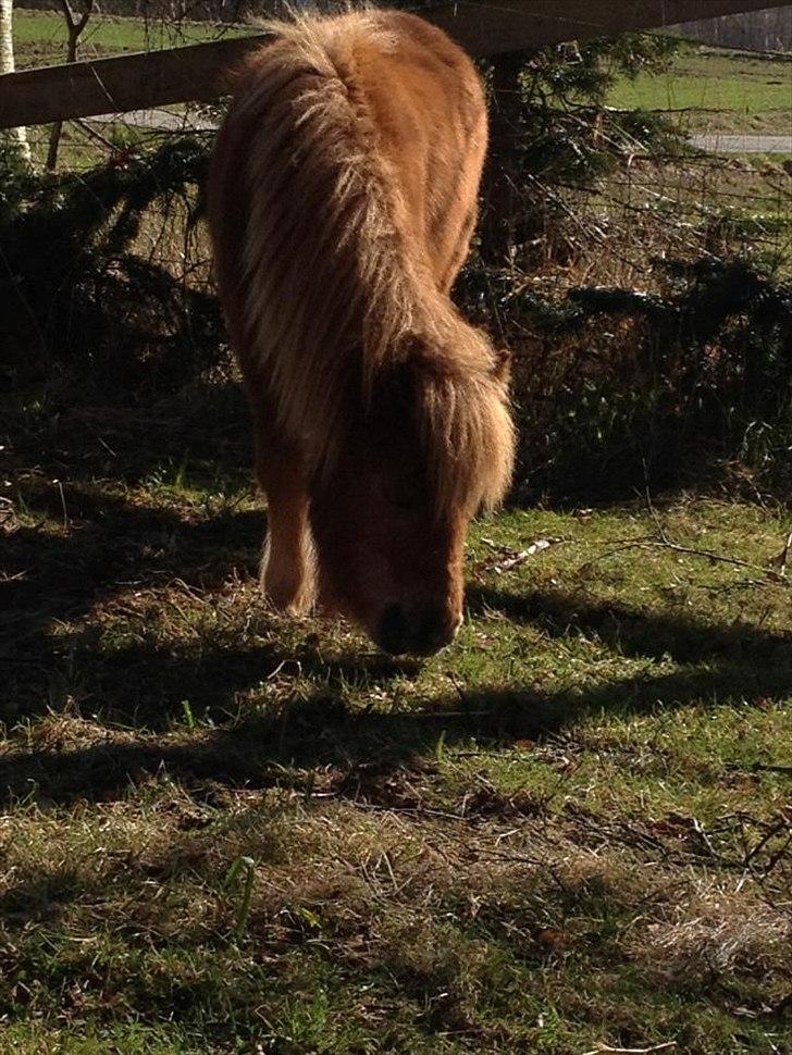 Welsh Mountain (sec A) Kingston billede 7