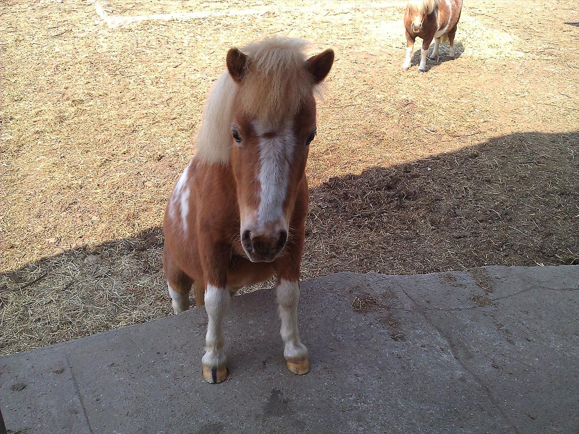 Anden særlig race Little Miss Layla billede 5