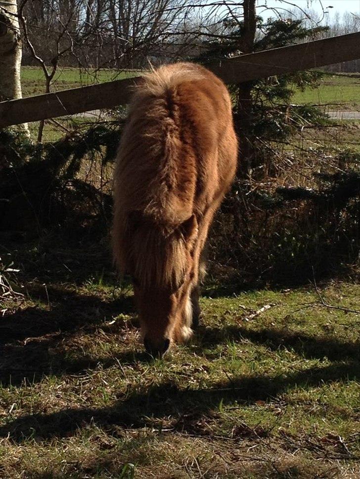 Welsh Mountain (sec A) Kingston billede 8