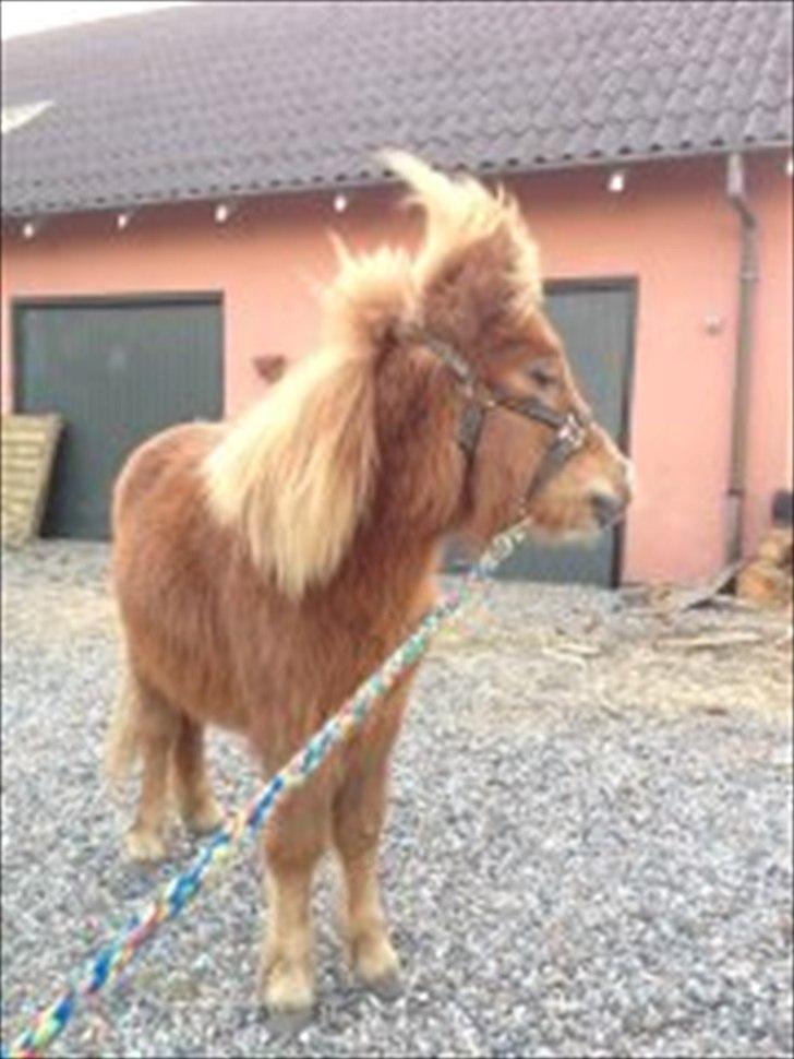 Welsh Mountain (sec A) Kingston billede 9