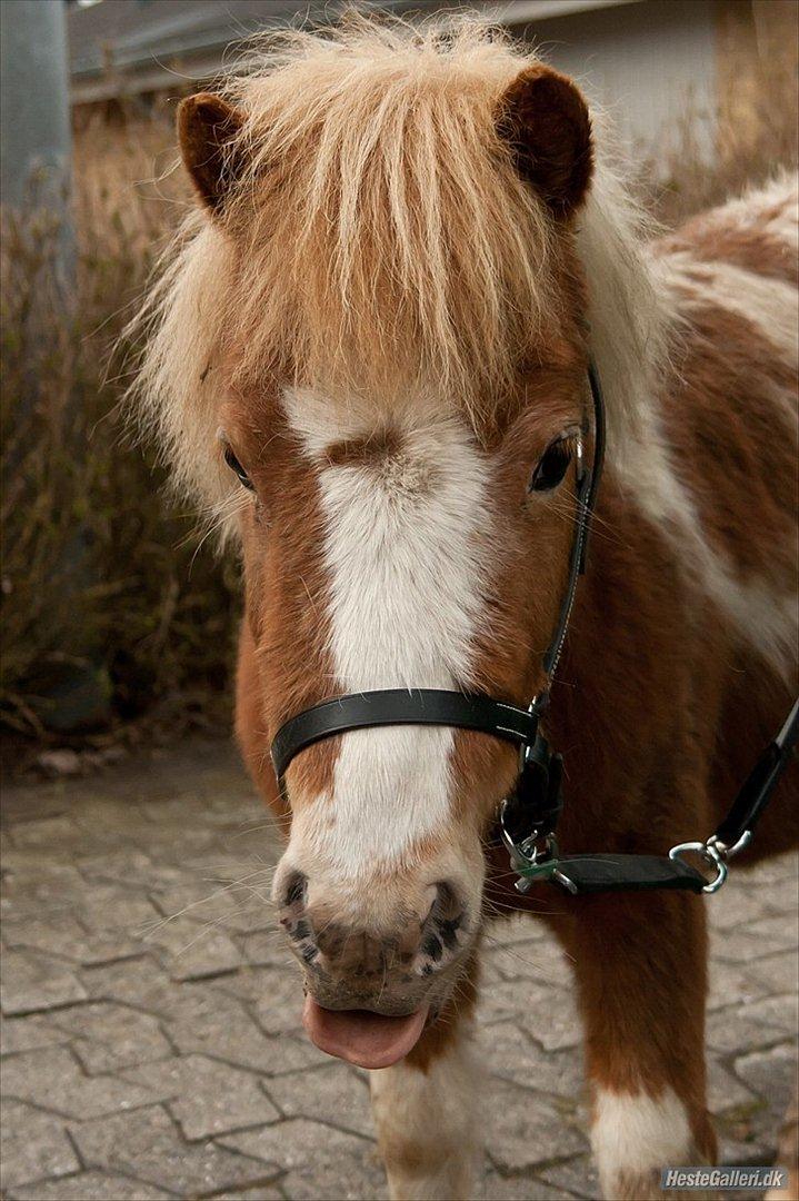 Anden særlig race Little Miss Layla billede 6