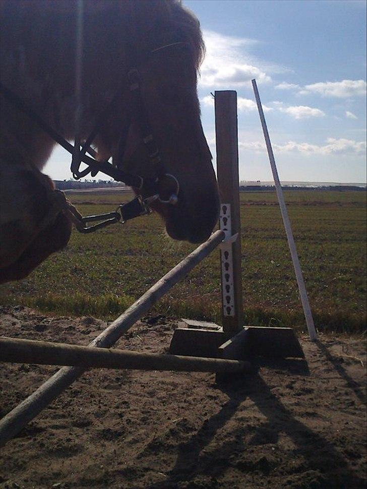 Shetlænder Pixi billede 15