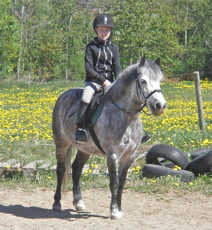 Anden særlig race Tøsen DreamTeam - En hyggelig dag, efter ridningen :D billede 12