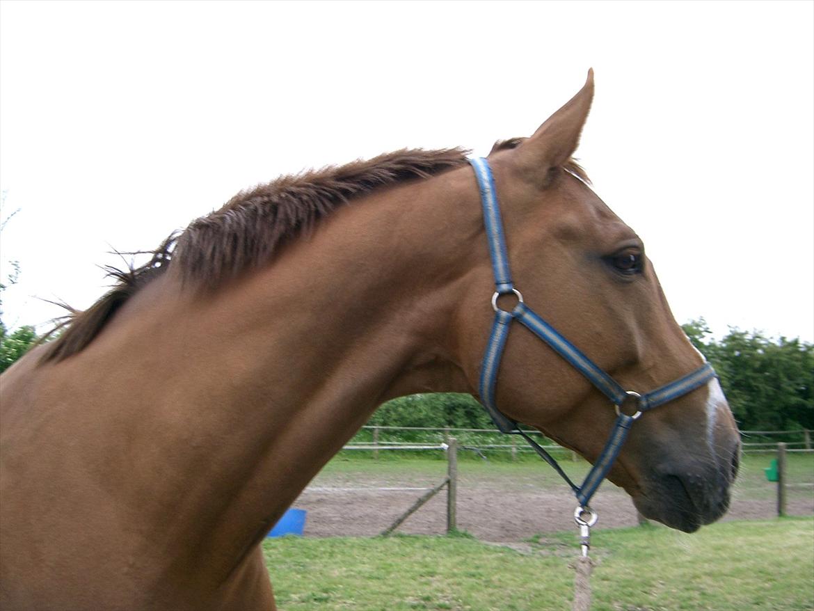 Dansk Varmblod Tjørnelunds Lamborghini - Smukke Lambu billede 1