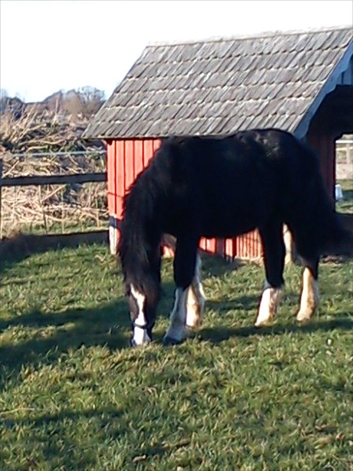 Anden særlig race Rosemarie - Det bliver spændene at se hvad der gemmer sig bag ved vinterpelsen :) billede 5