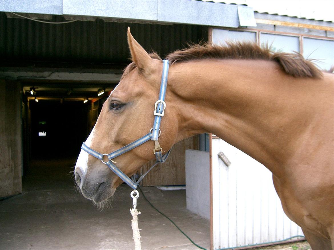 Dansk Varmblod Tjørnelunds Lamborghini - Han viste godt, at han var smuk... billede 2