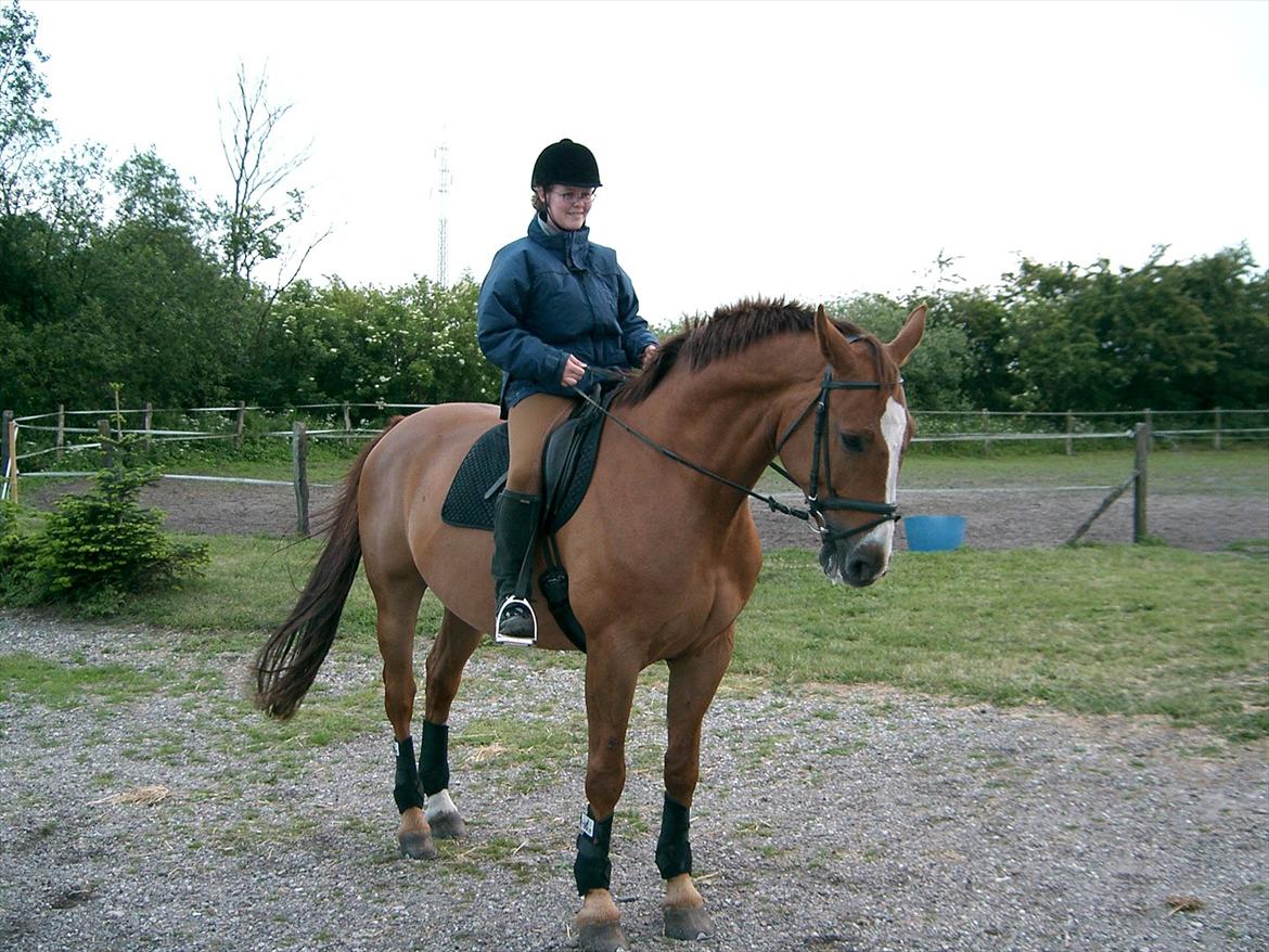 Dansk Varmblod Tjørnelunds Lamborghini - Mere foto.... tror han kunne lide det... billede 5