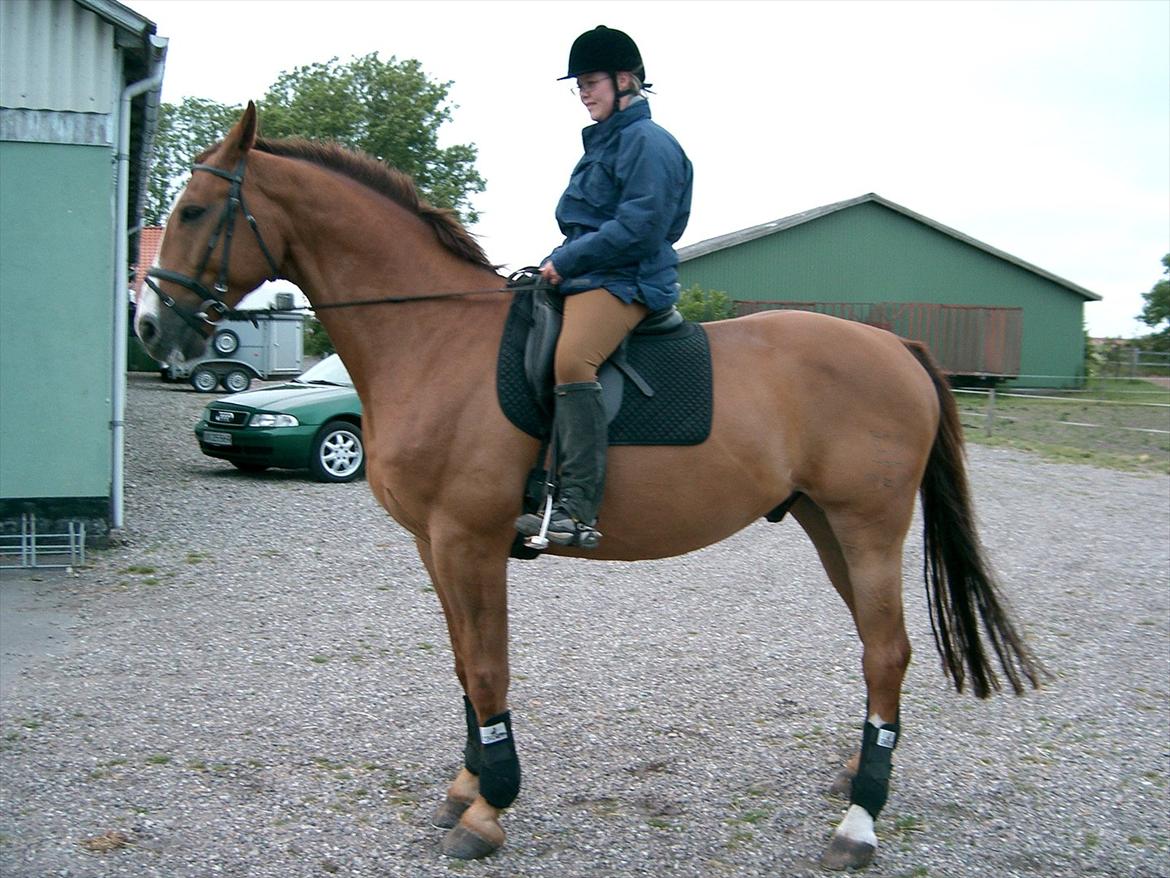 Dansk Varmblod Tjørnelunds Lamborghini - Så stiller vi op for den velvillige fotograf. billede 3