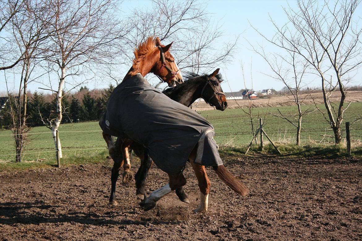 Gelderland Gelle R.I.P billede 6