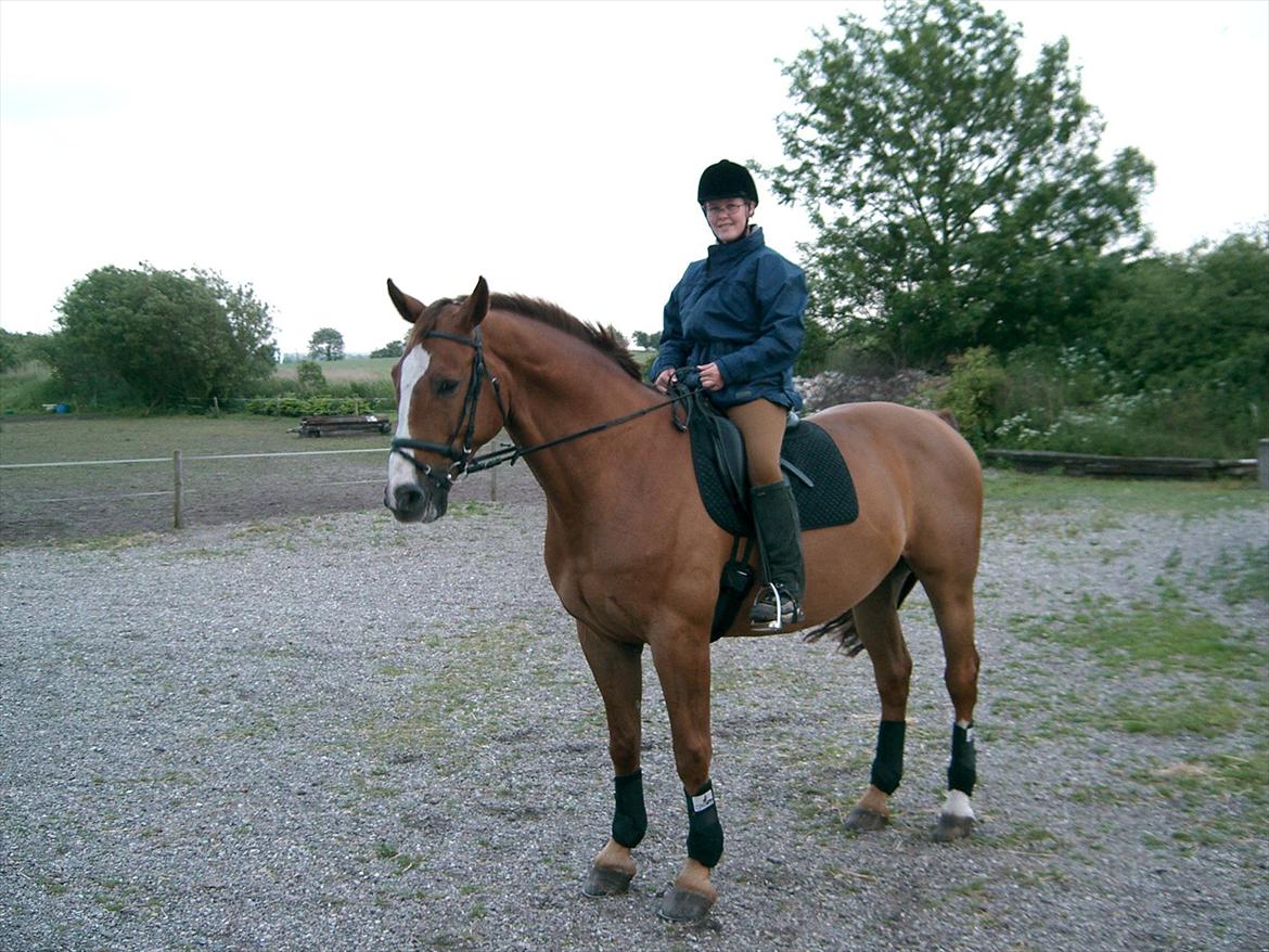 Dansk Varmblod Tjørnelunds Lamborghini - Hjemvendt efter lille hyggetur. billede 4