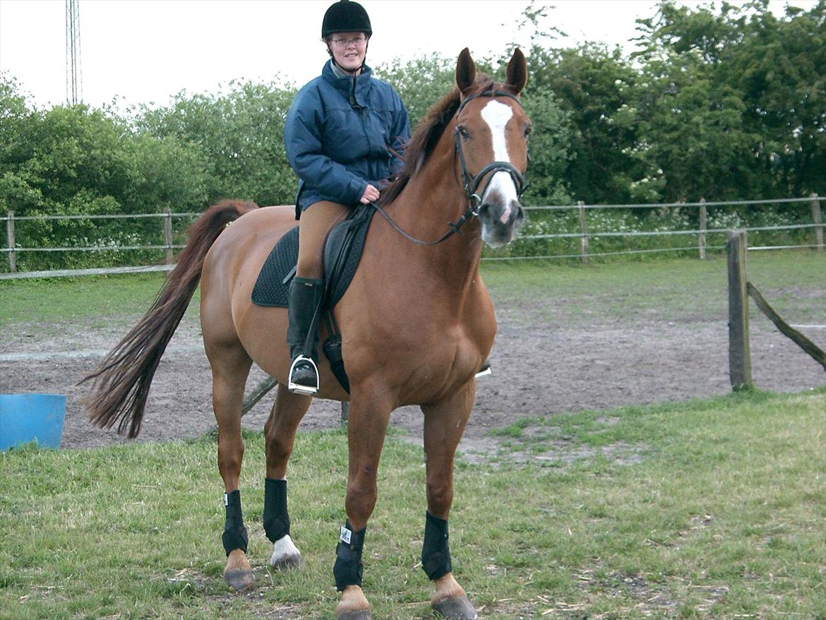 Dansk Varmblod Tjørnelunds Lamborghini - Hov - hvad var nu det? billede 6