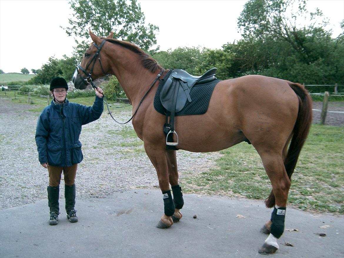 Dansk Varmblod Tjørnelunds Lamborghini - Lige en sidste fremvisning... billede 7