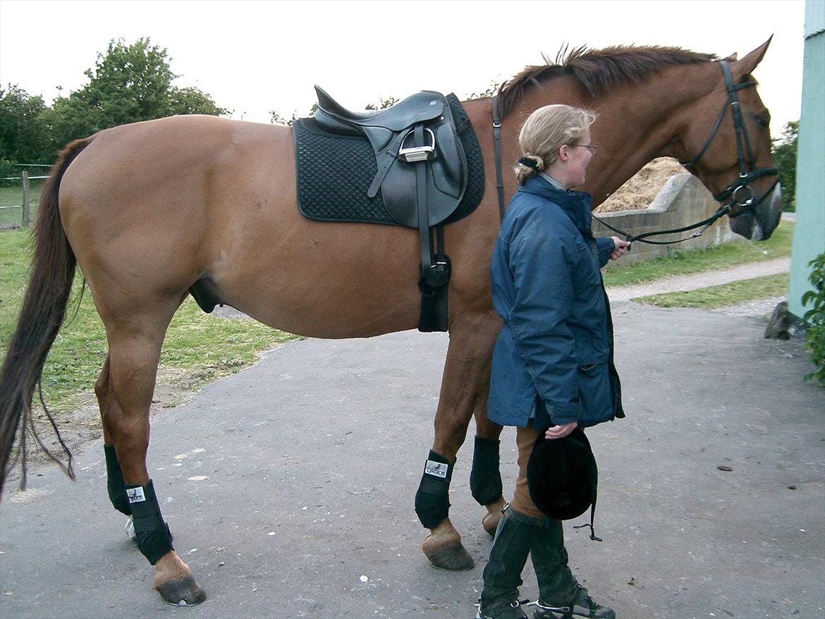 Dansk Varmblod Tjørnelunds Lamborghini - Stor og smuk - endelig færdig med dagens gøremål. billede 8
