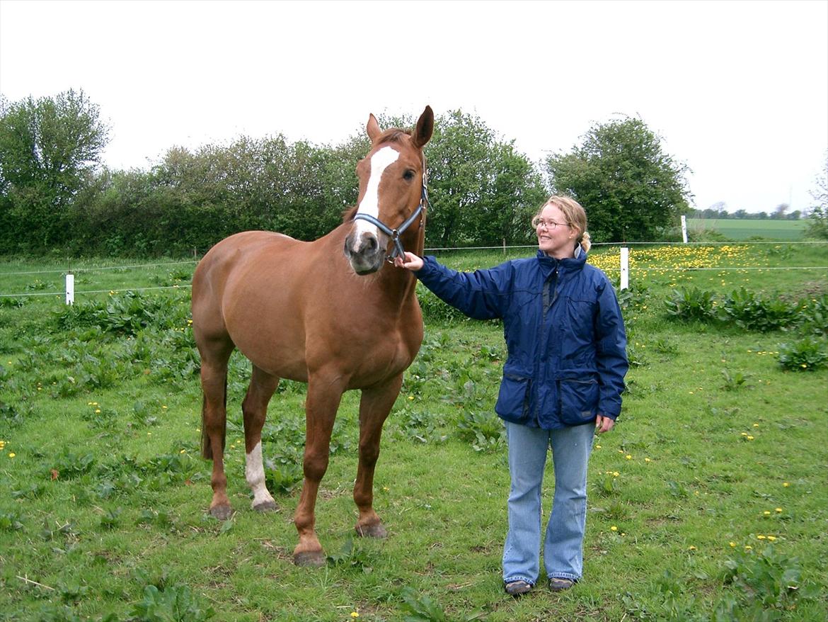 Dansk Varmblod Tjørnelunds Lamborghini - På sommergræs i Kolding billede 9