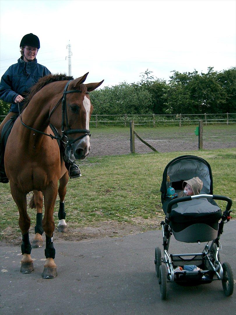Dansk Varmblod Tjørnelunds Lamborghini - Lambu kaster et blik på Ellen, som kun er 10 mdr. billede 10
