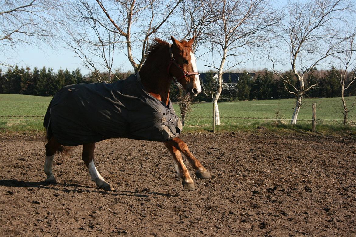 Gelderland Gelle R.I.P billede 9