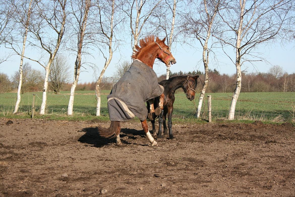 Gelderland Gelle R.I.P billede 10
