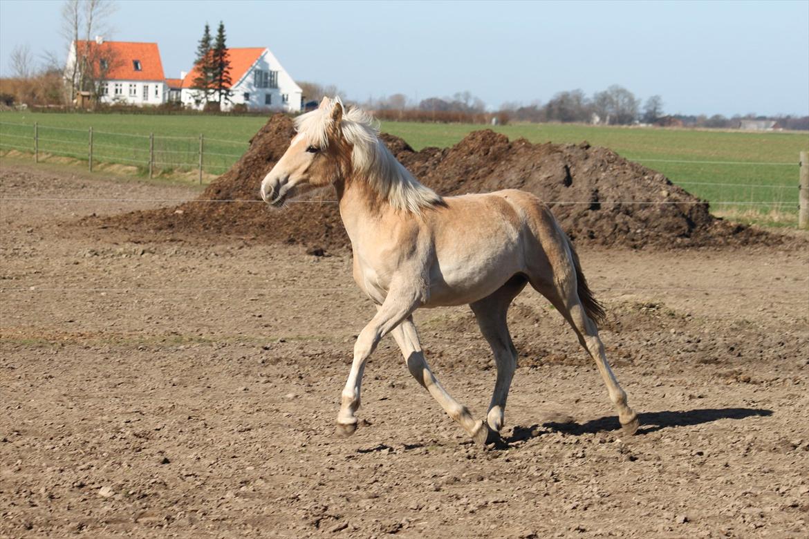 Tyroler Haflinger Himalaya af Hestehaven - Marts 2012 billede 14
