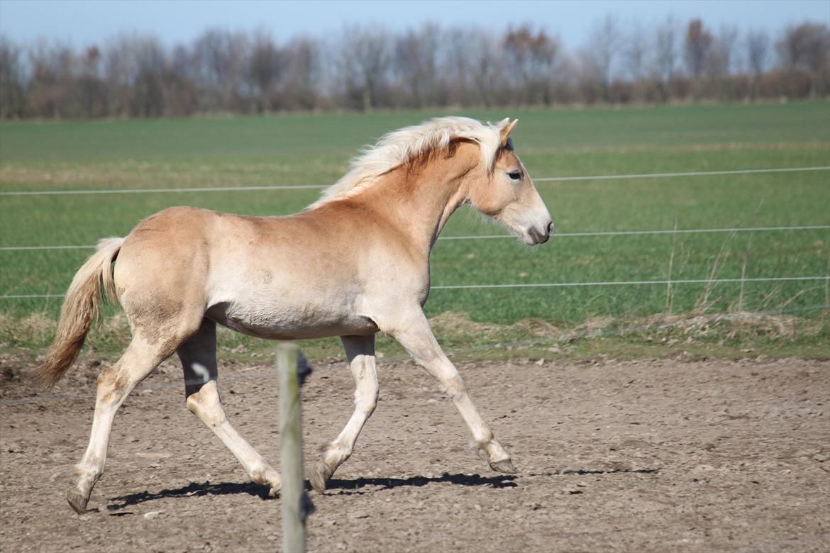 Tyroler Haflinger Himalaya af Hestehaven - Marts 2012 billede 15