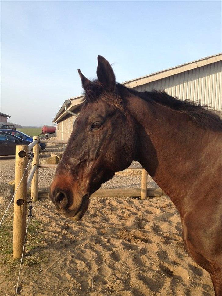 Oldenborg Lady - En træt Lady efter at have sprunget ;) billede 7