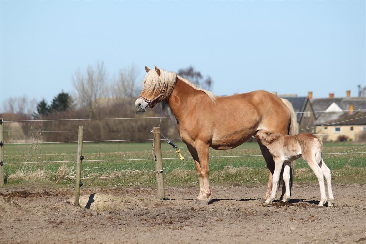 Tyroler Haflinger Fibi billede 17