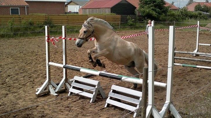 Fjordhest Højgaards Hjalte - Løsspring som 4-års billede 10