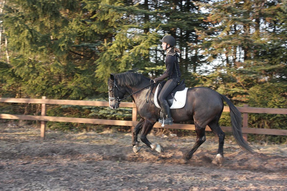 New Forest Adam af wrångebäck - Lidt dressur i galop billede 13