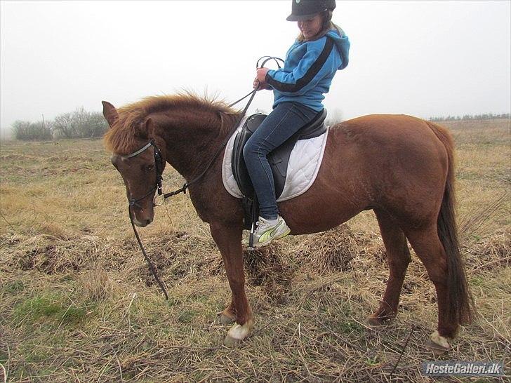 Anden særlig race Zephyr  - Første gang Alberte rider på Zep.
Det skal siges at det er første gang hun rider indenfor 1-2 år. billede 13