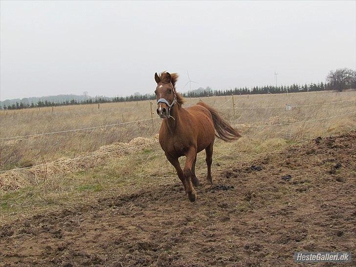 Anden særlig race Zephyr  - Løsspring d. 17 Marts 2012. billede 14