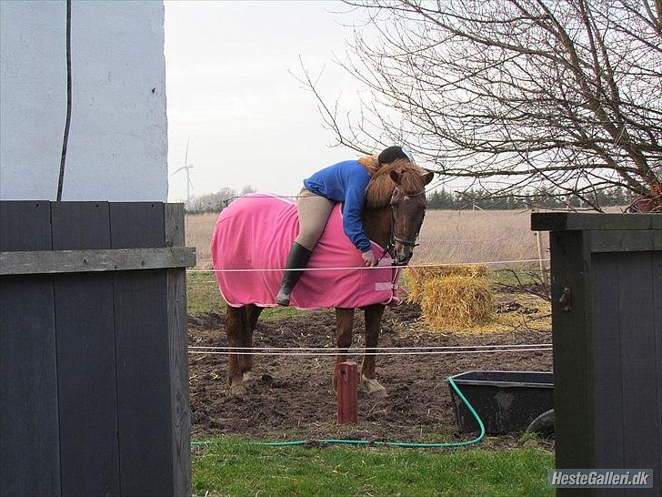 Anden særlig race Zephyr  - Uden sadel d. 20 marts 2012. billede 15