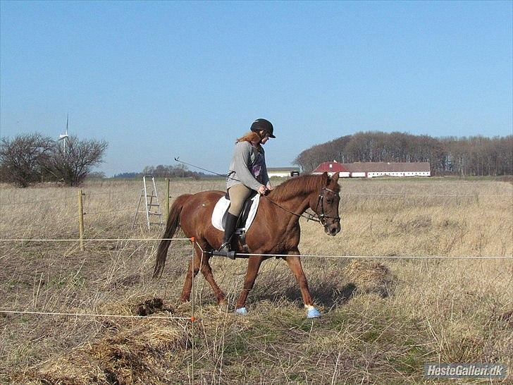 Anden særlig race Zephyr  - Dressurtræning d. 23 Marts 2012. billede 16