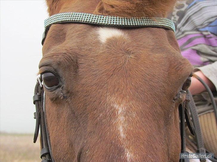 Anden særlig race Zephyr  - Tak for at i så med :3 billede 20