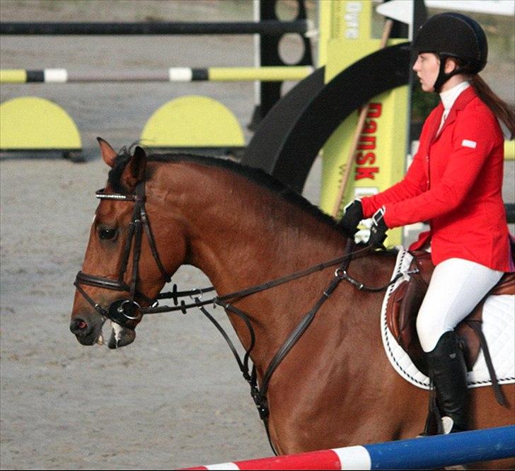 Holstener Leonardo - I Fredericia 2012, taget af Kathrine Kristiansen billede 14