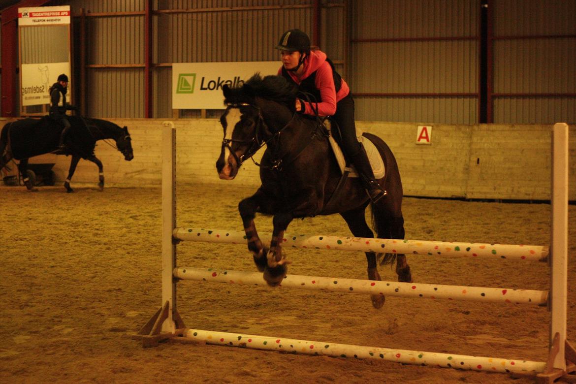 New Forest Adam af wrångebäck - 2. Gang jeg springer ham.. Hos min egen træner :D billede 14