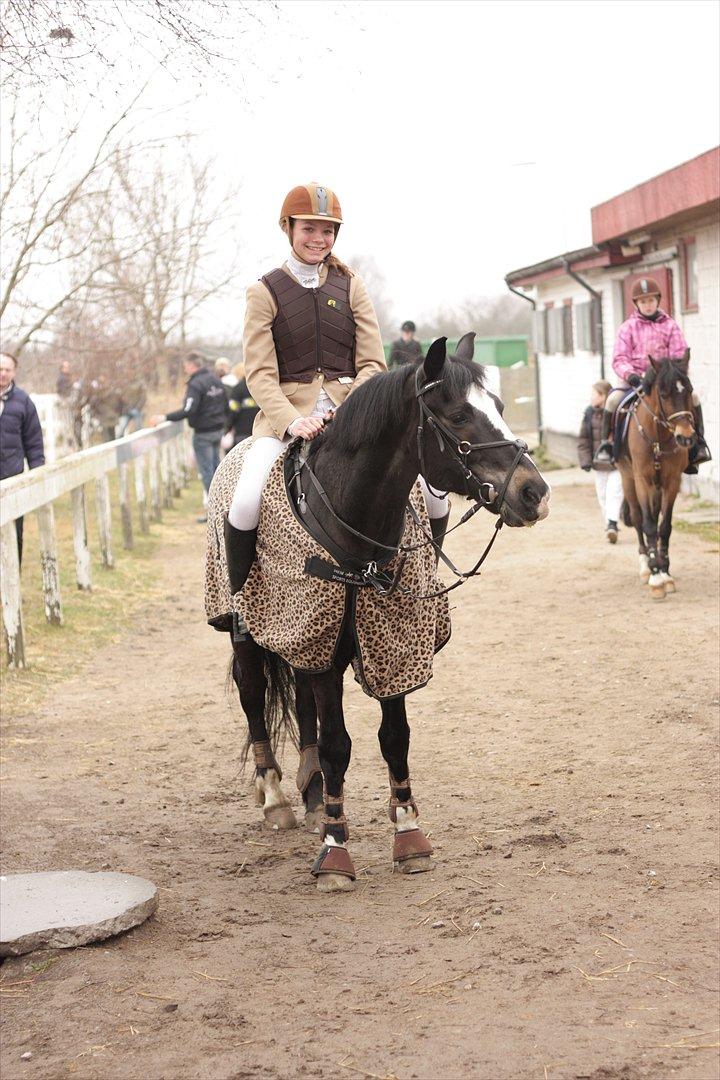 New Forest Adam af wrångebäck - Til vores første stævne <33 billede 4