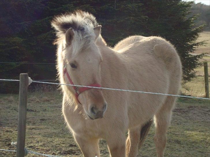 Fjordhest Joakim billede 5