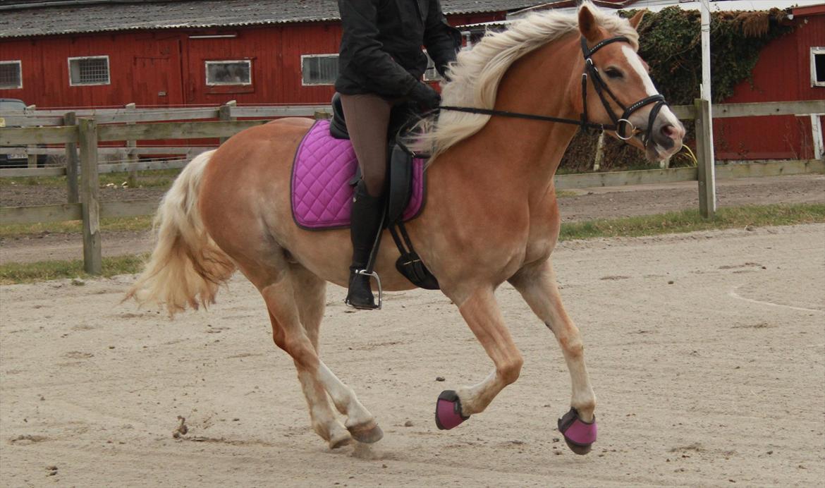 Tyroler Haflinger Flora-Fie billede 12