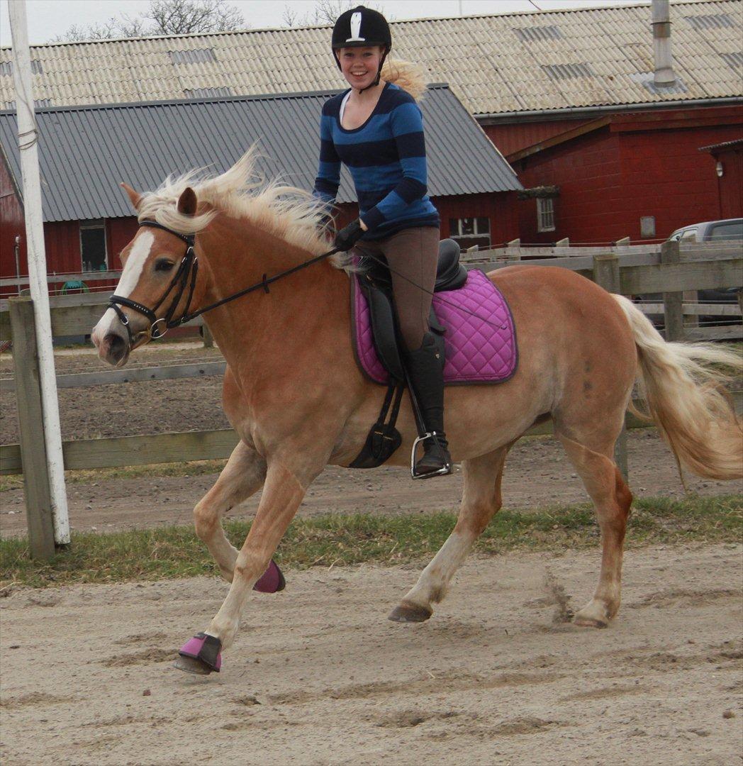 Tyroler Haflinger Flora-Fie billede 2