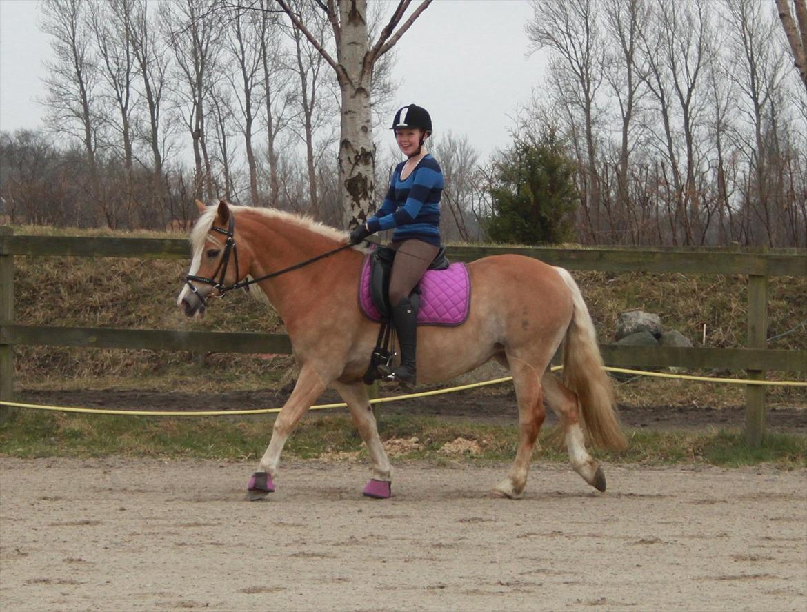 Tyroler Haflinger Flora-Fie billede 7